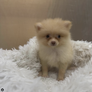 Pomeranian